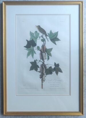 A FRAMED ORIGINAL AUDUBON PRINT from Audubon's Birds of America