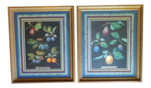 A pair of Botanical Engravings of Fruits