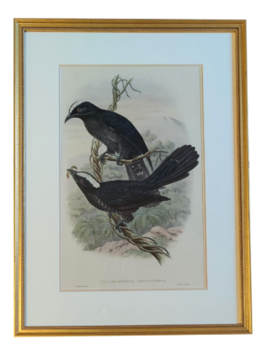 Late 19th Century White-Crowned Cuckoo Print, Framed