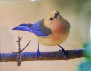 Samuel Acuff, Photographer Birds of the Mid-South