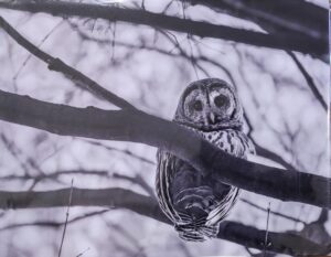 Samuel Acuff, Photographer Birds of the Mid-South