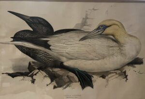 Lear Birds of Europe Pl. 412, Solan Gannet